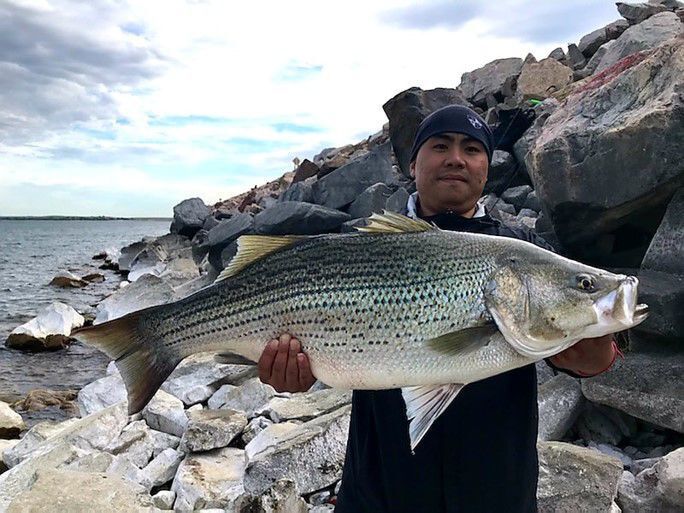 Hybrid striped bass